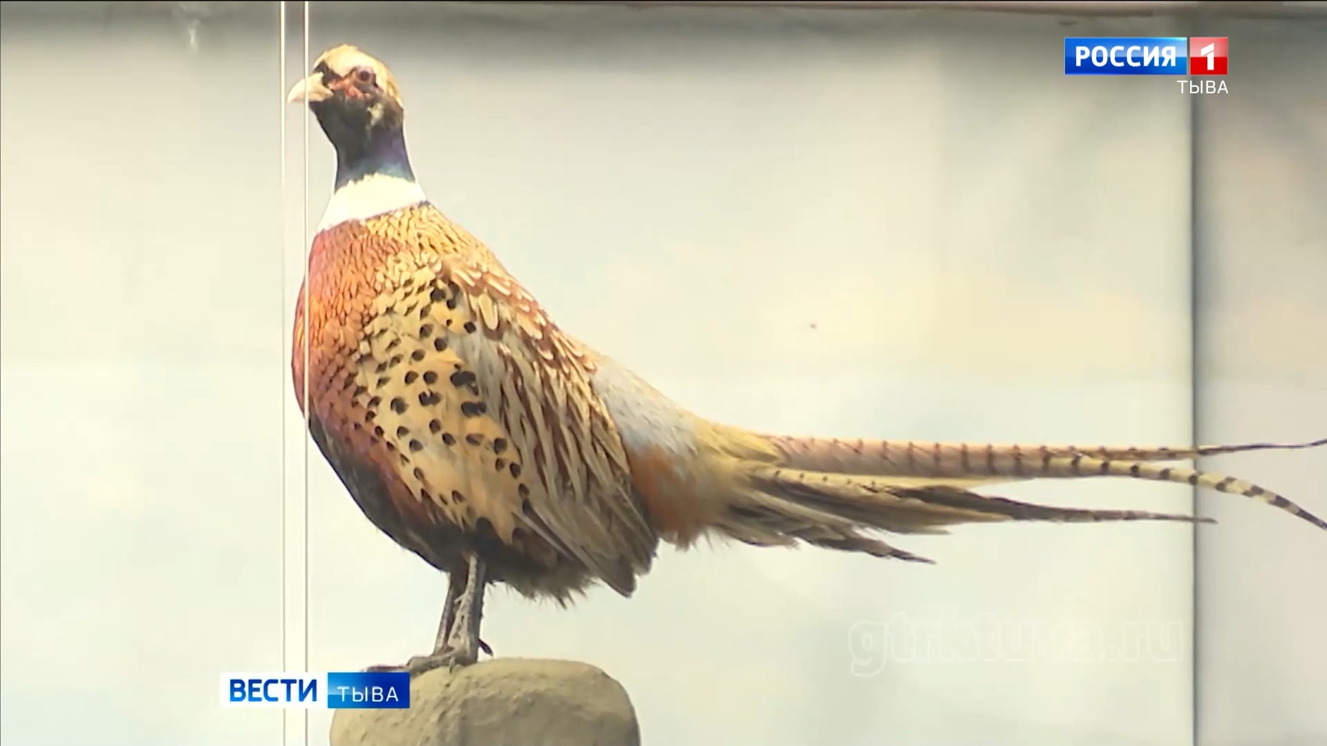 Застывшая фауна